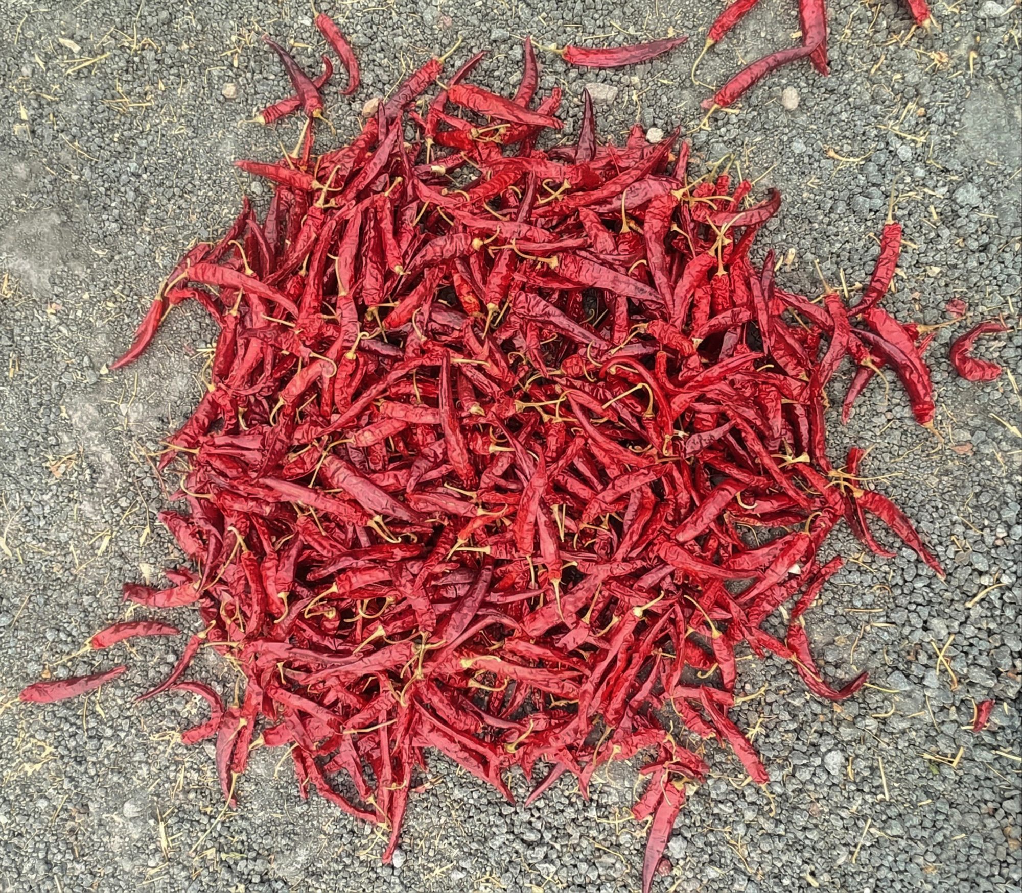 341 Variety Guntur Red Chilli