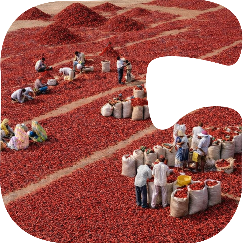 High Quality Indian Dry Red Chillies from Guntur