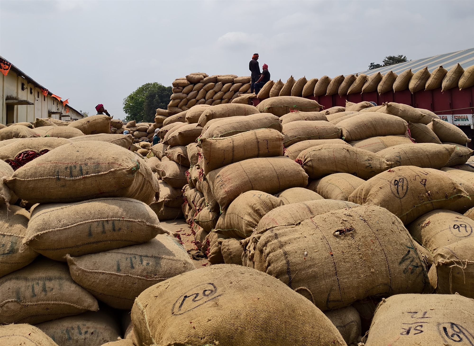 Chilli Export Packing Services