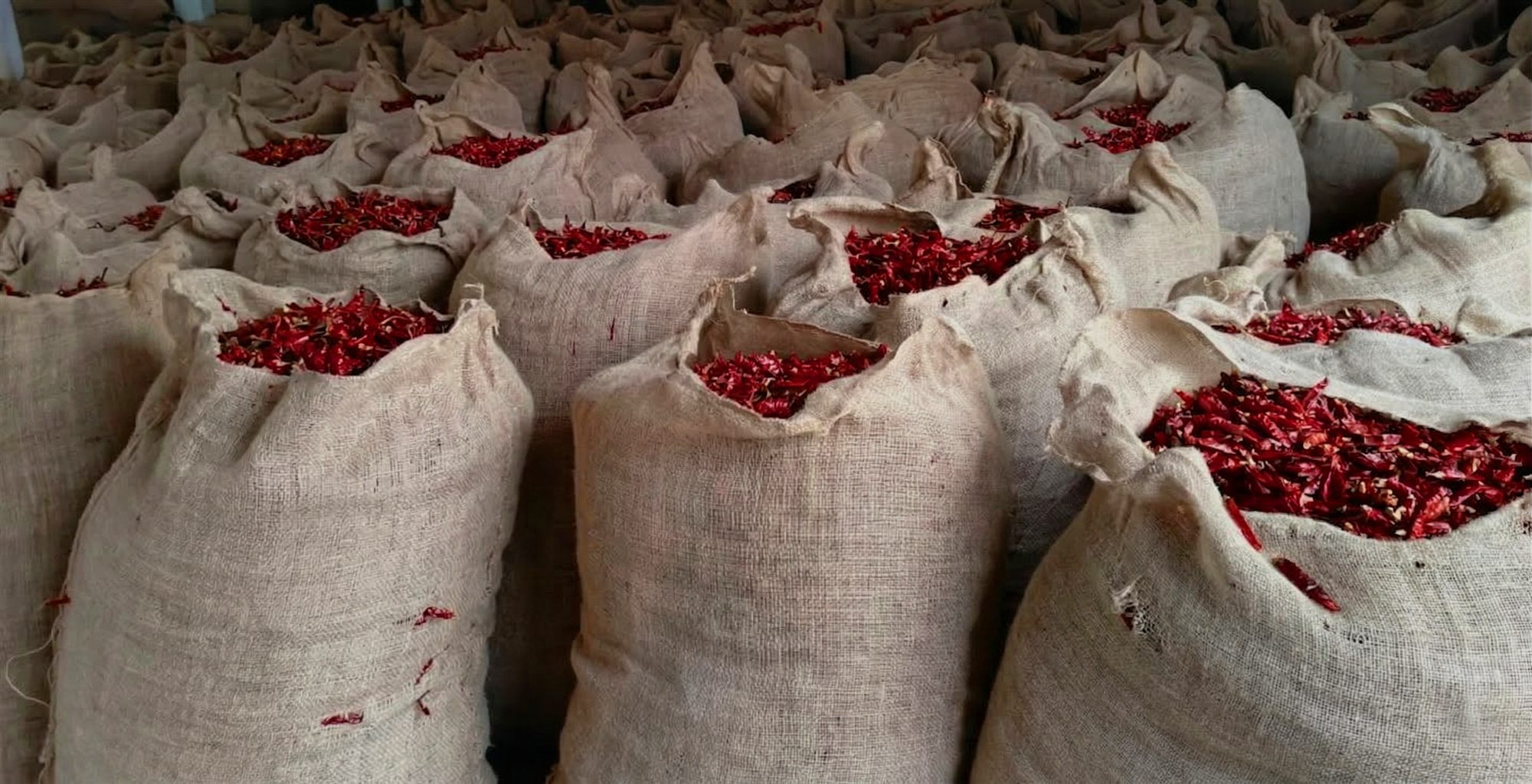 Stemcut Chilli Export Grade Guntur